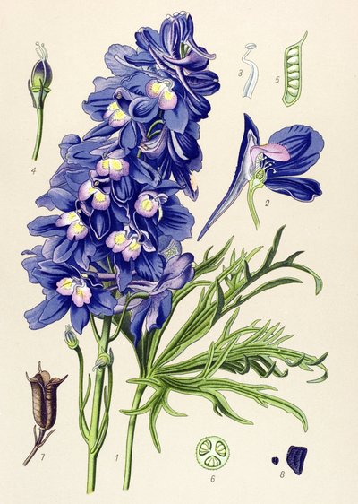 Botanisk styrelse. Venenös växt (giftig): delfinel eller lärkfötter (Delphinium grandiflorum) av Unbekannter Künstler