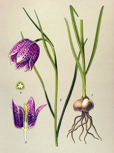 Botanisk styrelse. Venenös växt (giftig): pärlhöns eller "pärlhöns" (Fritillaria meleagris) av Unbekannter Künstler