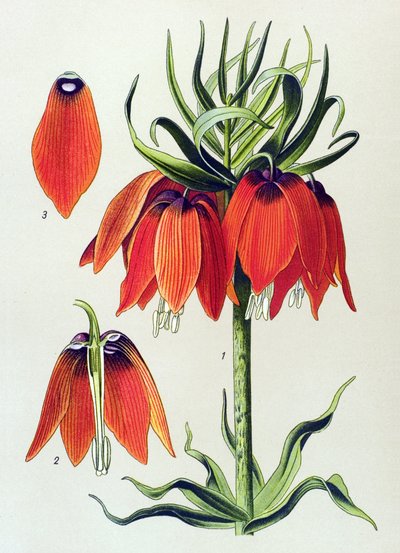 Botanisk styrelse. Venenös växt (giftig): imperiale fritillaria imperialis av Unbekannter Künstler