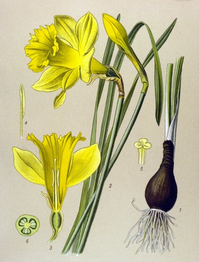 Botanisk tavla Venenös växt (giftig): gul narcissus (Narcissus pseudonarcissus) av Unbekannter Künstler