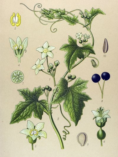 Botanisk tavla, växt: Bryone (Bryonia alba) av Unbekannter Künstler