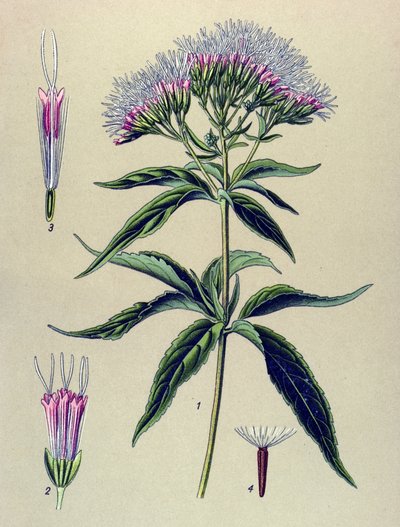 Botanisk tavla, växt: hampabladigt eupatorium (Eupatorium cannabinum) av Unbekannter Künstler