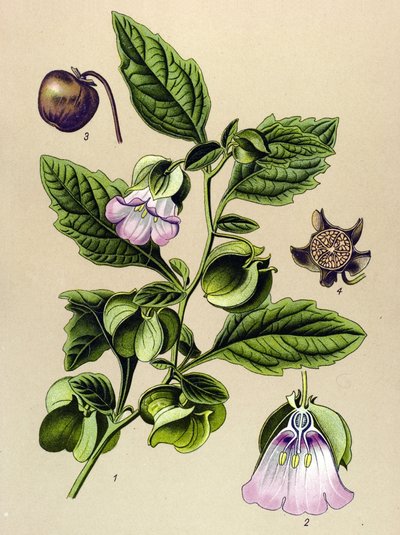 Botanisk tavla, växt: Perou-päron eller Perou-äpple (Nicandra physaloides) av Unbekannter Künstler