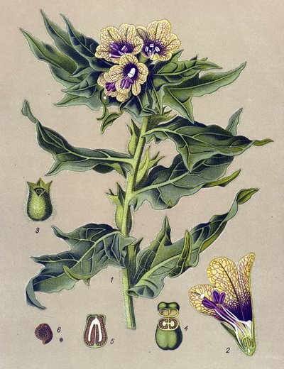 Botanisk tavla, växt: svart kant (Hyoscyamus niger) av Unbekannter Künstler