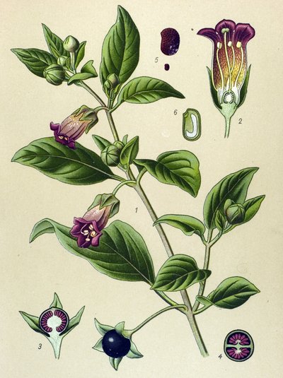 植物ボード、ラ ベラドンナ (Atropa belladonna) スウェーデンの植物 av Unbekannter Künstler