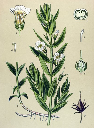 Botanisk tavla, växt: gratiole officinale (Gratiola officinalis) av Unbekannter Künstler