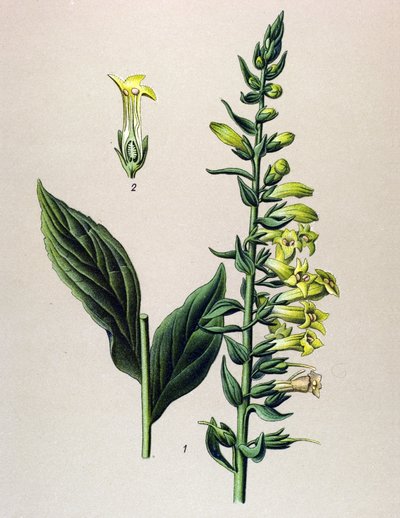 Botanisk tavla, växt: gul eller liten digital (Digitalis lutea) av Unbekannter Künstler