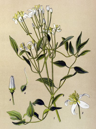 Botanisk tavla: giftig och medicinalväxt: Erect Clematis (Clematis recta) av Unbekannter Künstler