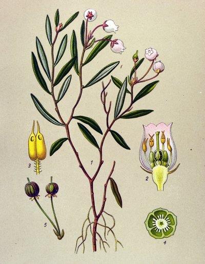 Botanisk tavla, giftig växt (giftig): Andromeda har poloniumblad (Andromeda polifolia) av Unbekannter Künstler