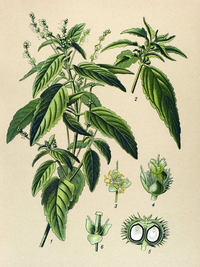 Botanisk tavla, giftig växt (giftig): Årlig kvicksilver (Mercurialis annua) av Unbekannter Künstler
