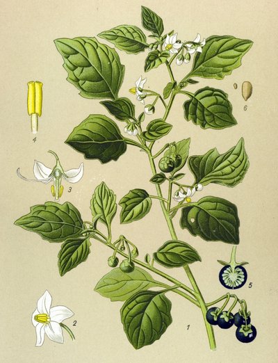 Botanisk tavla, venenös växt (giftig): Svart nattskugga (Solanum nigrum) av Unbekannter Künstler