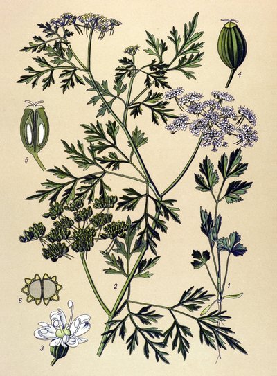 Botanisk tavla, venenös växt (giftig): Hundpersilja eller falsk persilja (Aethusa cynapium) av Unbekannter Künstler