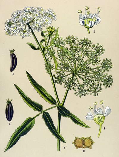 Botanisk tavla, venenös växt (giftig): Great Berle (Sium latifolium) av Unbekannter Künstler