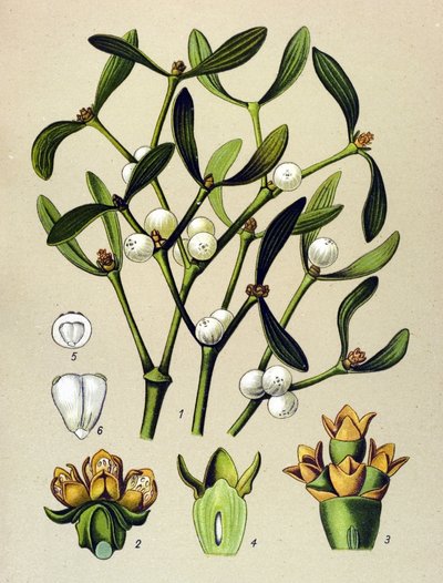 Botanisk tavla, venenös växt (giftig): Bladmistel (Viscumalbum) av Unbekannter Künstler