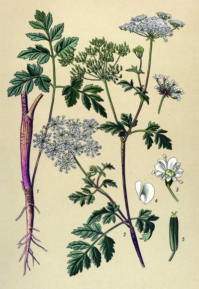 Botanisk skiva, venenös växt (giftig): Lutande körvel (Chaerophyllum temulum) av Unbekannter Künstler