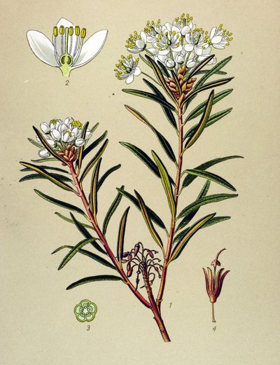 Botanisk tavla, venenös växt (giftig): Marsh Ledon (Ledum palustre) av Unbekannter Künstler