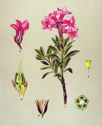 Botanisk tavla, venenös växt (giftig): Rhododendron cilie (Rhododendron hirsutum) av Unbekannter Künstler