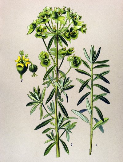 Botanisk tavla, venenös växt (giftig): Rund Eule eller Euphorbia Peplus (Euphorbia Peplus) av Unbekannter Künstler