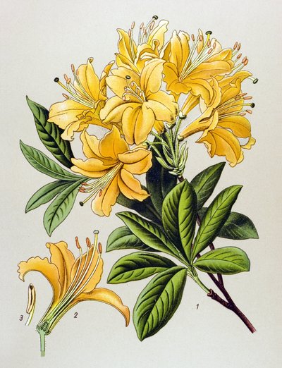 Botanisk tavla, venenös växt (giftig): Gul azalee (Rhododendron luteum) av Unbekannter Künstler