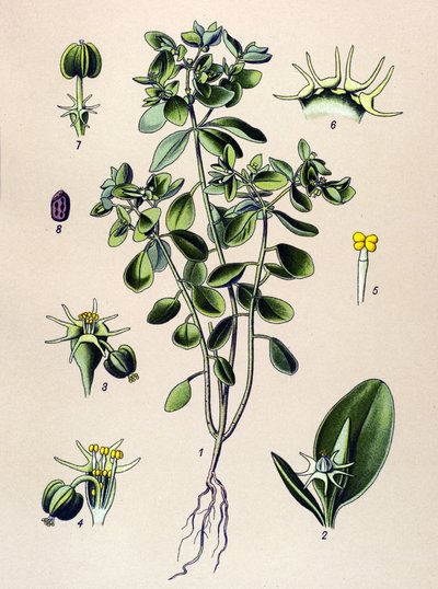 Botanisk tavla, venenös växt (giftig): euphorbia esule eller euphorbia acre av Unbekannter Künstler