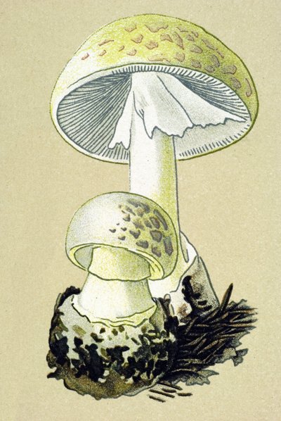 Botanisk tavla med giftig svamp (venös): falloidamanit (Amanita phalloides) av Unbekannter Künstler