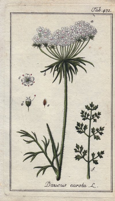 Botaniska: morotsblomma - Blommor och blad från morot, Daucus carota. Handkolorerat kopparstick efter en teckning av B. Thanner från Johannes Zorns "Icons plantarum medicinalium", Tyskland av Unbekannter Künstler