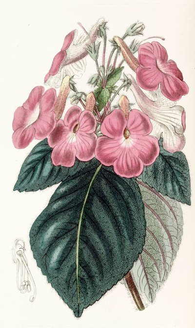 Botanisk illustration/Achimenes grandiflora/Achimene har stora blommor av Unbekannt