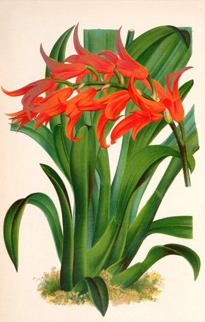 Botanisk illustration/Ada aurantiaca av Unbekannt
