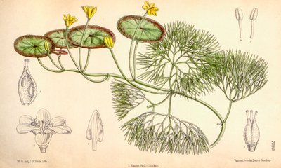 Botanisk illustration/Cabomba aquatica av Unbekannt