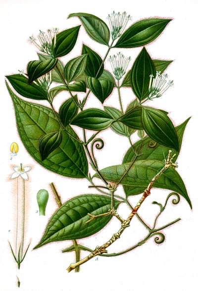 Botanisk illustration/Strychnos toxifera/Curare av Unbekannt