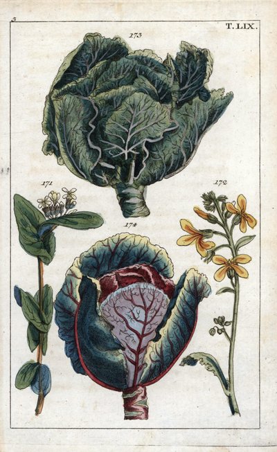 Botanik: kål, kål, Brassica oleracea capitata, blomma 172 och bladhuvud 173, rödkål, Brassica oleracea rubra av Unbekannter Künstler