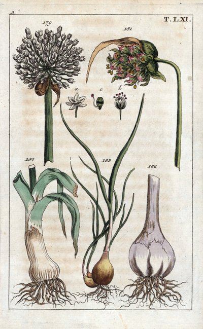 Botanik: purjolök, vitlök, echalote - Purjolök, Allium pollum 179, vitlöksblomma, Allium sativum 181, vitlökslök 182, och schalottenlök, Allium cepa var. aggregatum, ascalonicum av Unbekannter Künstler