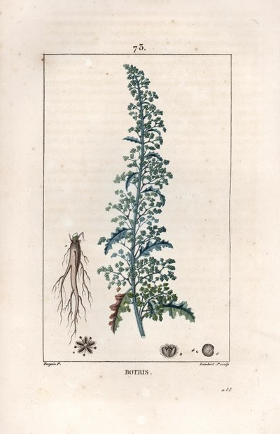 Botris (Chenopodium botrys) - Gravyr av Lambert fils, efter en teckning av Pierre Jean Francois Turpin (1775-1840), från La flore medicale, av Chaumeton, Poiret et Chamberet, Paris 1830 - Jerusalems ekoxe, Dysphania botrys - Gravyr av Lambert Ju av Unbekannter Künstler