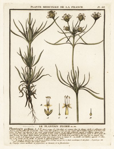 Grenad groblad, Plantago indica. av Unbekannter Künstler