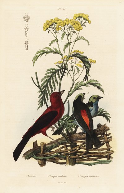 Brasilianska Tanager, Rumpocelus Brasilix och Paradise Tanager, Tanger Chilensis av Unbekannt