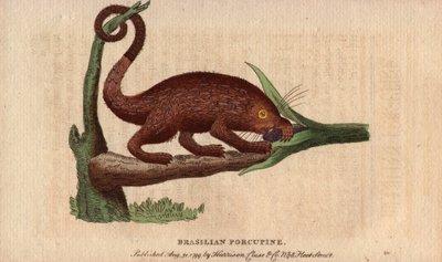 Bresilian epic pork (Coendou prehensilis), semi-arboreal amerikansk epic pork av de tropiska stammarna, vars svans prehensile gör det möjligt för den att klättra i träd. Teckning av Thomas Pennant (1726-1798). Litografi i The Naturalist Pocket Magazine or  av Unbekannter Künstler