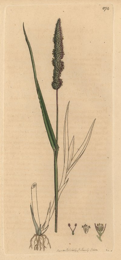 Flockfibbla, Setaria verticillata (Flockfibbla, Panicum verticillatum) (grön setare) Handkolorerat kopparstick efter en teckning av James Sowerby för James Smith