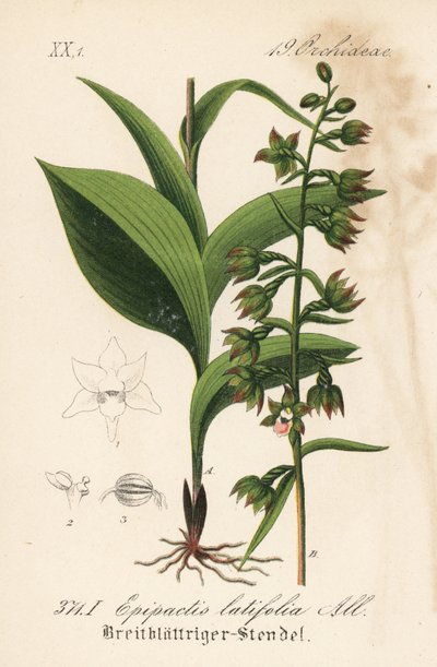 Bredbladig epitactis - Bredbladig helborre, Epipactis helleborine (Epipactis latifolia). Handkolorerad litografi från Diederich von Schlechtendals tyska flora (Flora von Deutschland), Jena av Unbekannter Künstler