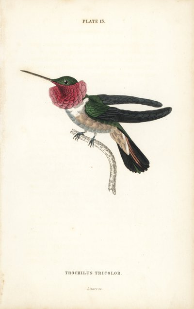 Bredstjärtad kolibri, Selasphorus platycercus (Trikolorerad kolibri, Trochilus tricolor). Handkolorerad stålgravyr av William Lizars från Sir William Jardines Naturalist