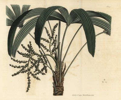 Broadleaf lady palm, Rhapis excelsa (hane av dvärgjord rotting, Rhapis flabelliformis hane av Unbekannt
