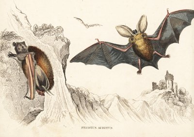 Brun långörad fladdermus eller vanlig långörad fladdermus. Handkolorerat stålstick från Georg Friedrich Treitschkes naturhistoriska galleri, Naturhistorischer Bildersaal des Thierreiches, Liepzig-1842. av Unbekannter Künstler