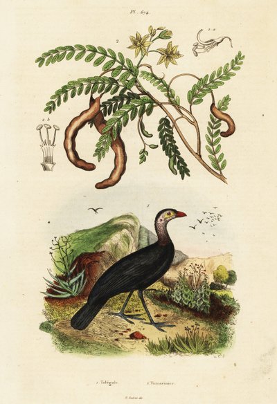 Brushturkey och tamarind., 1834-1839 (gravyr) av Unbekannter Künstler