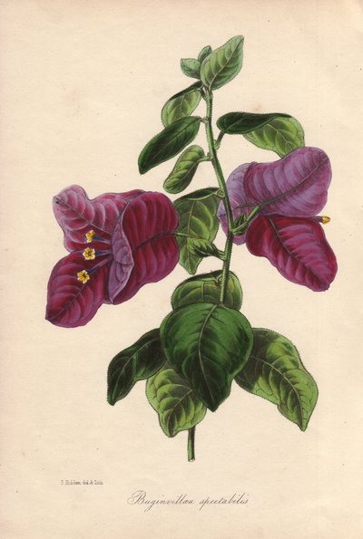 Buginvillaea spectabilis (La bougainvillee eller bougainvillee). Handkolorerad litografi ritad av Samuel Holden för Sir Joseph Paxton i "Magazine of Botany", London, W.S. Orr av Unbekannter Künstler