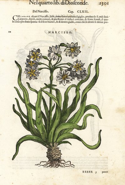 Påsklilja, Narcissus tazetta. Handkolorerat träsnitt av Wolfgang Meyerpick efter en illustration av Giorgio Liberale från Pietro Andrea Mattiolis Discorsi di P.A. Matthioli ne i sei libri della Materia Medicinale di Pedacio Dioscoride av Unbekannter Künstler