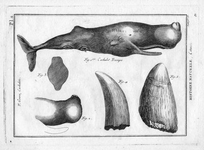 Cachalot trumpo (a trompe) i "Painting Encyclopedique et Methodique des trois Regnes de la Nature" av Pierre Joseph Bonnaterre (1762-1804). Paris 1784. av Unbekannter Künstler