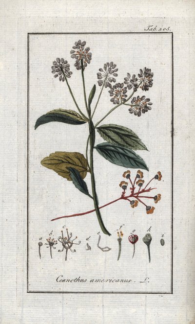 Kalifornisk syren (Ceanothus americanus). Litografi från "Afbeelding der Artseny-Gewassen" av Johannes Zorn (1739-1799), Nederländerna av Unbekannter Künstler