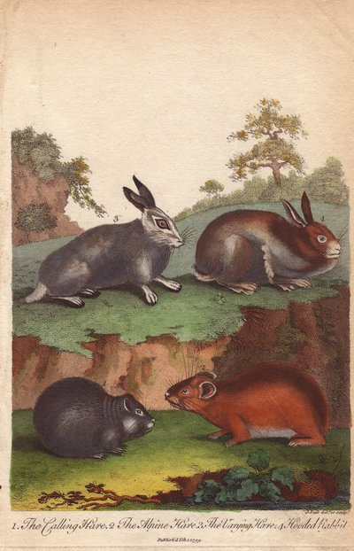 Skogshare, fjällhare, skogshare och kanin med huva Oryctolagus cuniculus, Lepus capensis, Lepus timidus av Unbekannter Künstler