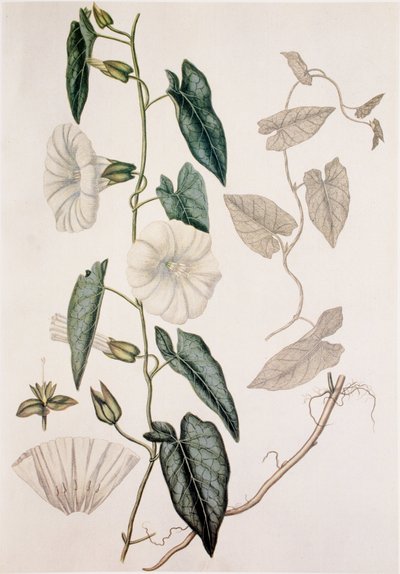 Calystegia sepium/Convolvulus sepium/Häcksäng av Unbekannt