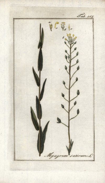 Cameline eller linbasard eller sesam från Tyskland (Camelina sativa). Litografi från "Afbeelding der Artseny-Gewassen" av Johannes Zorn (1739-1799), Nederländerna av Unbekannter Künstler