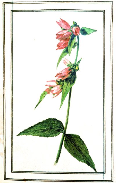 Campanula vanlig av Unbekannter Künstler